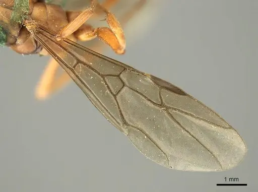 Formica integra - CASENT0915636