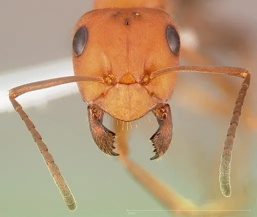 Formica integroides specimen