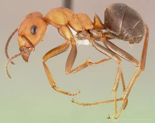 Formica integroides specimen