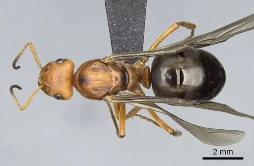 Formica integroides - CASENT0218875