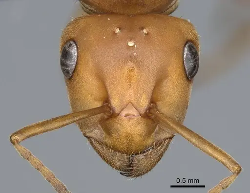 Formica integroides - CASENT0218875