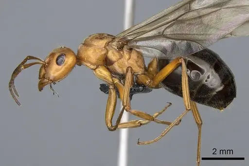 Formica integroides - CASENT0218875