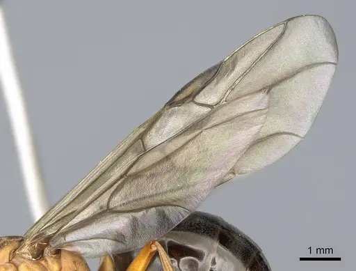 Formica integroides - CASENT0218875