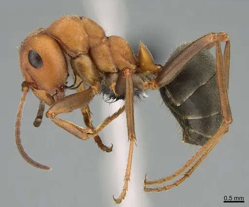 Formica integroides - CASENT0218879