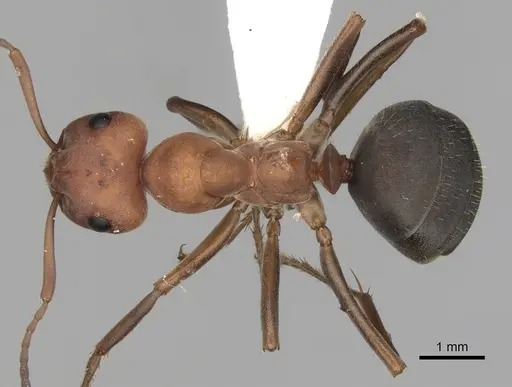 Formica integroides - CASENT0280400