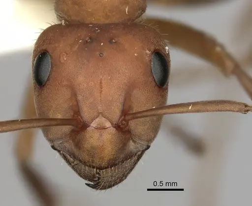 Formica integroides - CASENT0280400