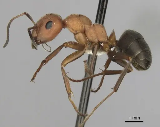 Formica integroides - CASENT0280400