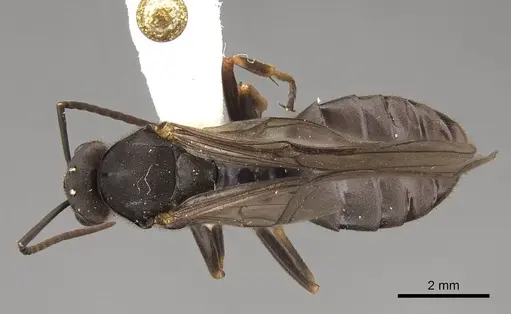 Formica integroides - CASENT0843732