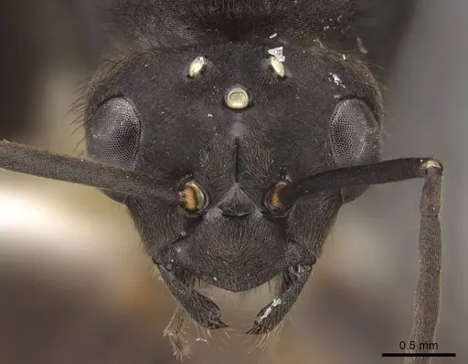 Formica integroides - CASENT0843732