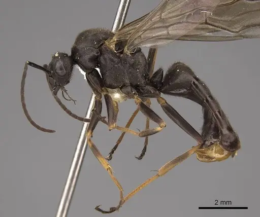 Formica integroides - CASENT0843732