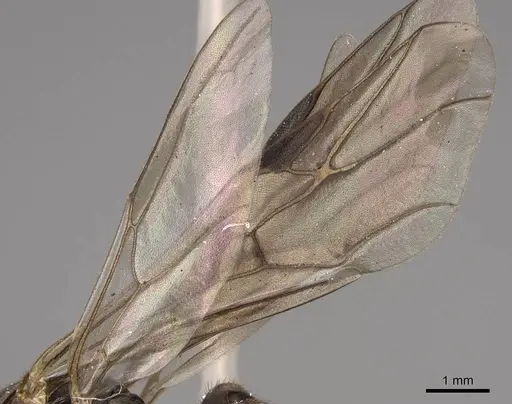 Formica integroides - CASENT0843732