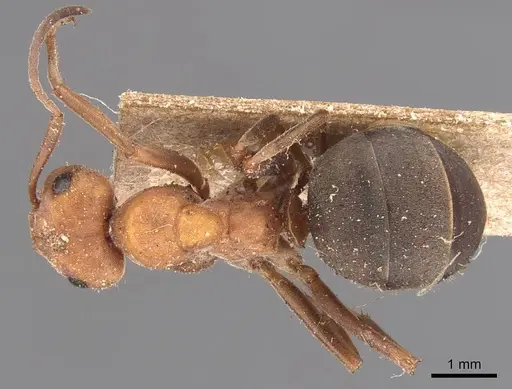 Formica integroides - CASENT0905699