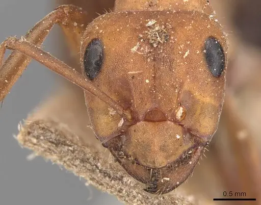 Formica integroides - CASENT0905699