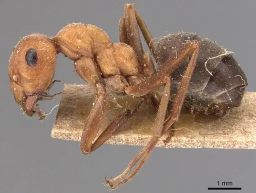 Formica integroides - CASENT0905699