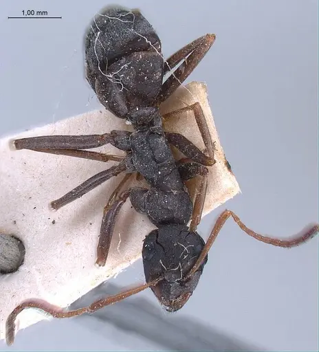 Formica japonica specimen