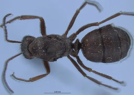 Formica japonica - ANTWEB1008413