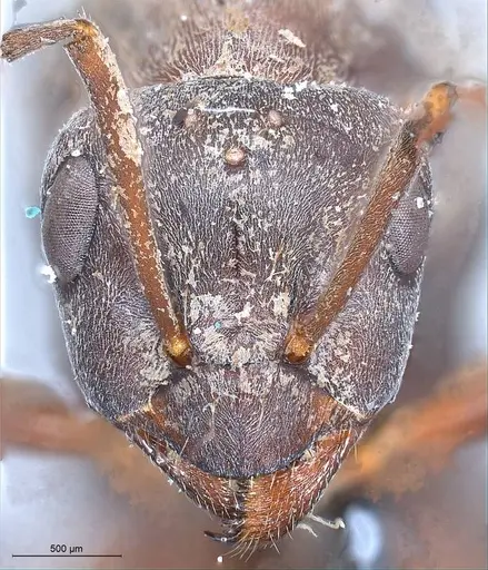 Formica japonica - ANTWEB1008413