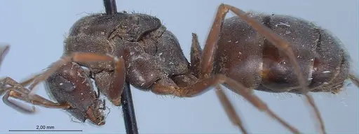 Formica japonica - ANTWEB1008413