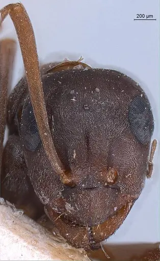 Formica japonica - ANTWEB1008414