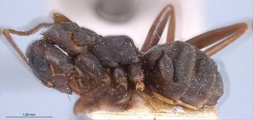 Formica japonica - ANTWEB1008414