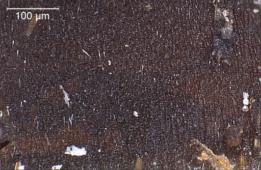 Formica japonica - ANTWEB1008415