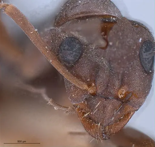 Formica japonica - ANTWEB1008415