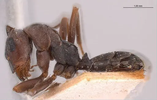 Formica japonica - ANTWEB1008415