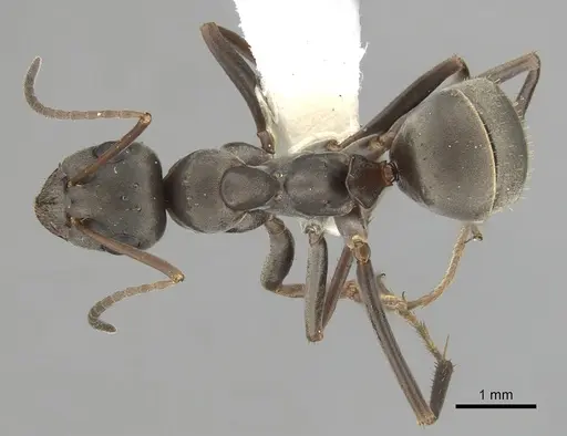 Formica japonica - CASENT0280389