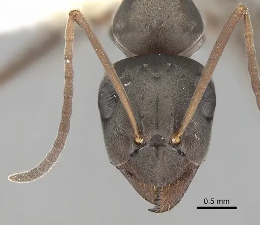 Formica japonica - CASENT0280389