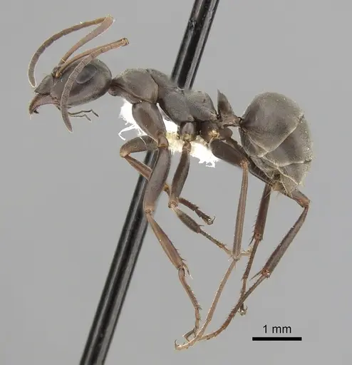 Formica japonica - CASENT0280389