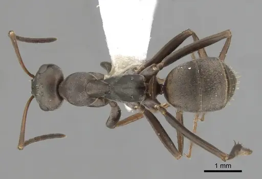 Formica japonica - CASENT0280390