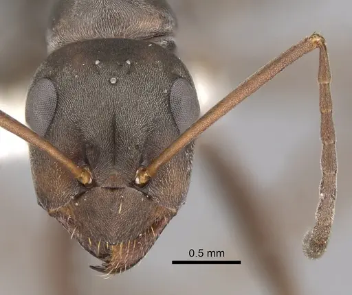 Formica japonica - CASENT0280390