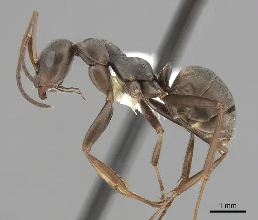 Formica japonica - CASENT0280390