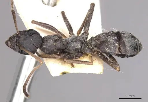 Formica japonica - CASENT0911073