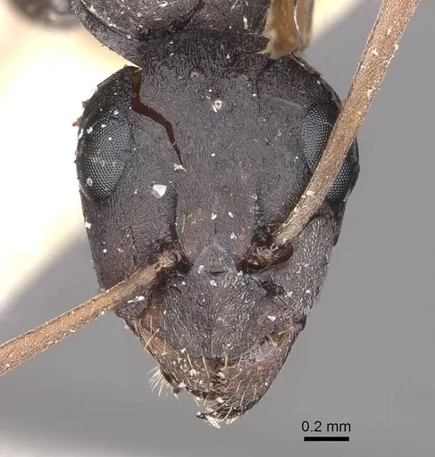 Formica japonica - CASENT0911073