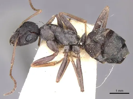 Formica japonica - CASENT0911073