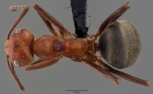 Formica knighti specimen