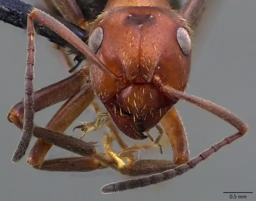 Formica knighti specimen