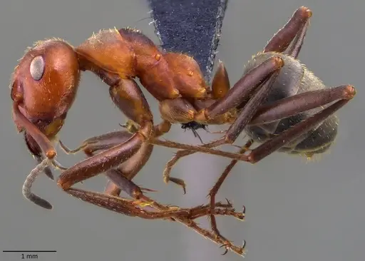 Formica knighti specimen