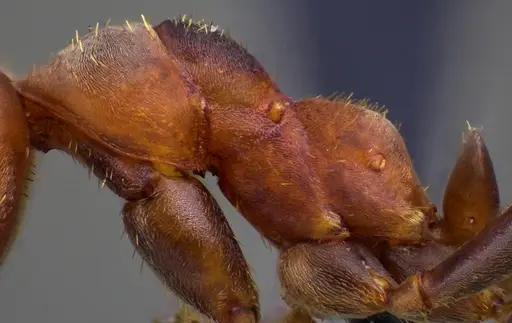 Formica knighti - ANTWEB1060088