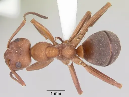 Formica knighti - CASENT0104873