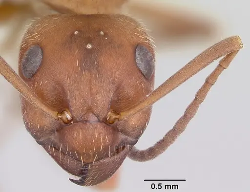 Formica knighti - CASENT0104873