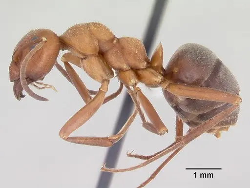 Formica knighti - CASENT0104873