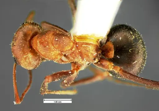 Formica knighti - CASENT0105601