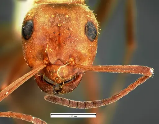 Formica knighti - CASENT0105601