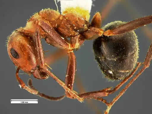 Formica knighti - CASENT0105601