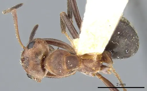 Formica knighti - CASENT0903283