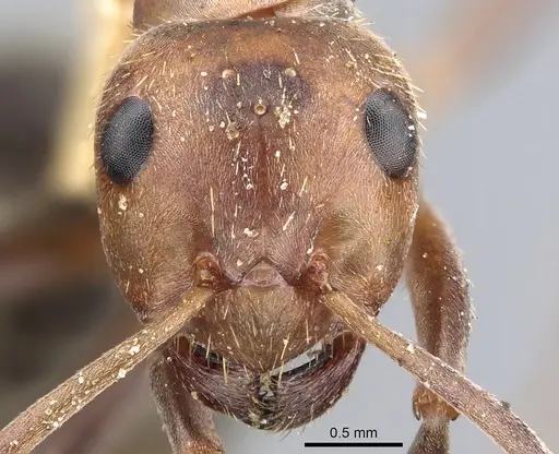 Formica knighti - CASENT0903283