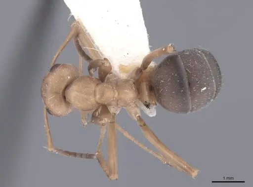 Formica knighti - FMNHINS0000046294