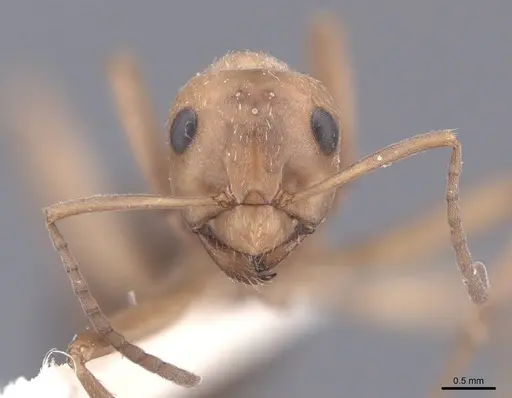 Formica knighti - FMNHINS0000046294